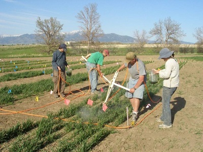 people applying treatments to field plots in crop field