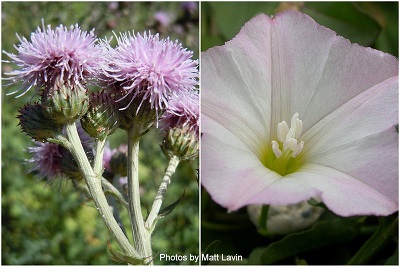 close up of Canada thistle flowers on the left and close up of field bindweed flower on the right